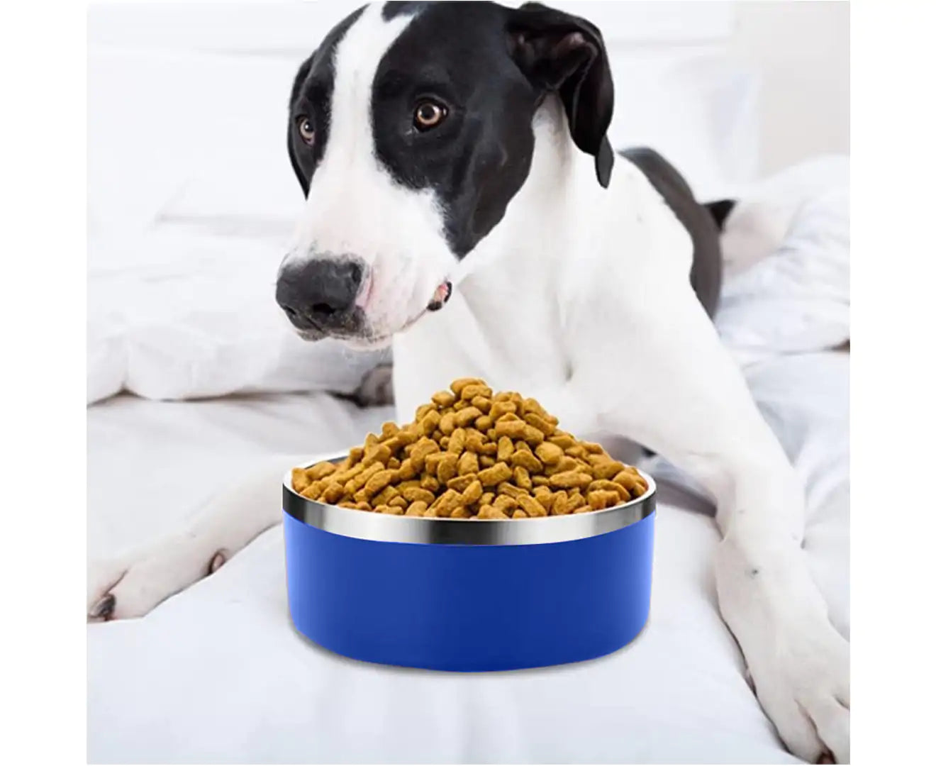 Stainless Steel Dog Bowl - Cobalt